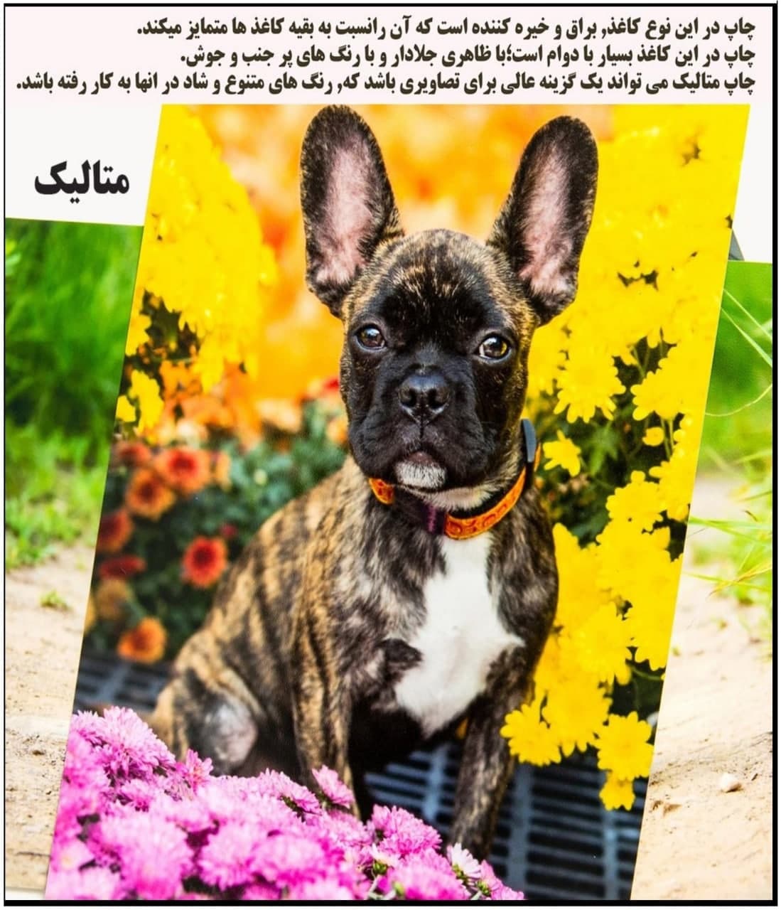 تخته