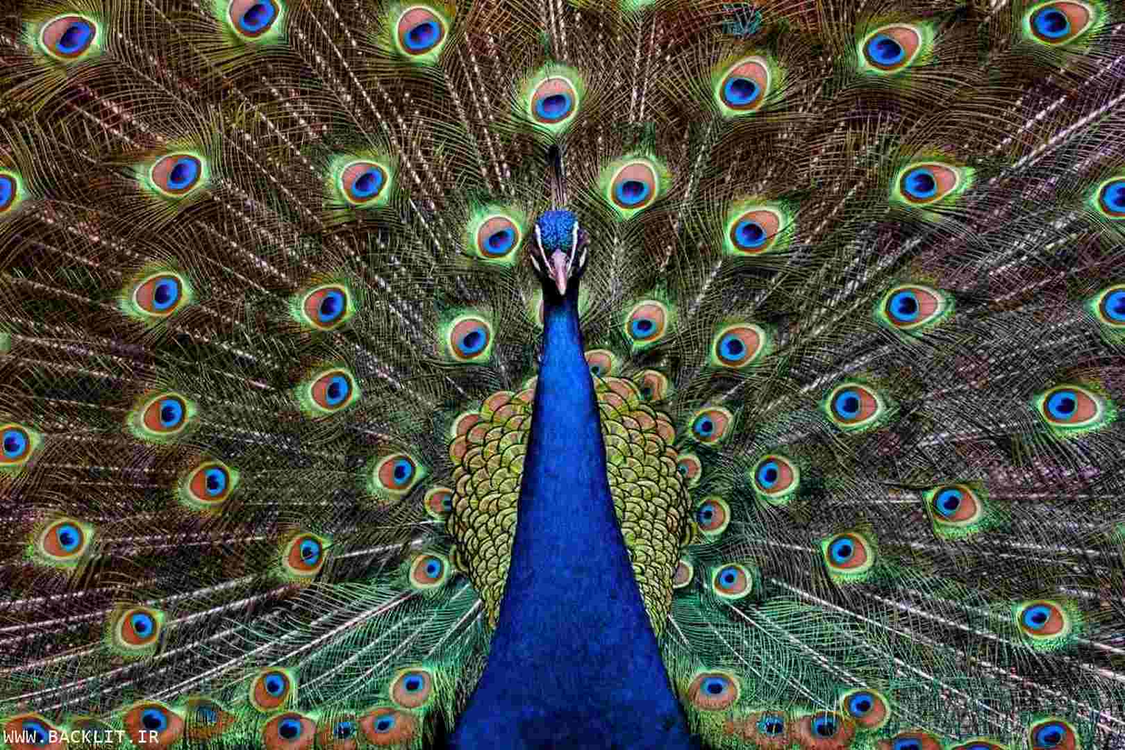 10338