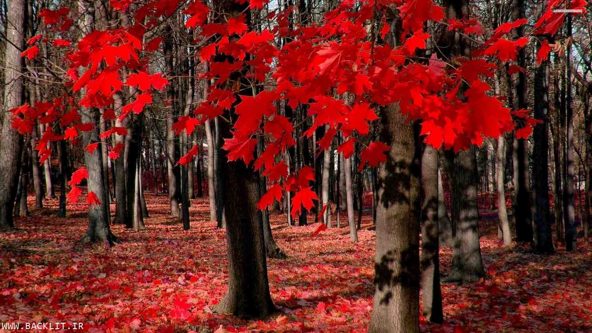 10343