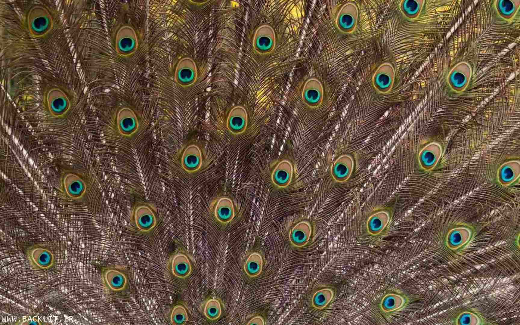 11316